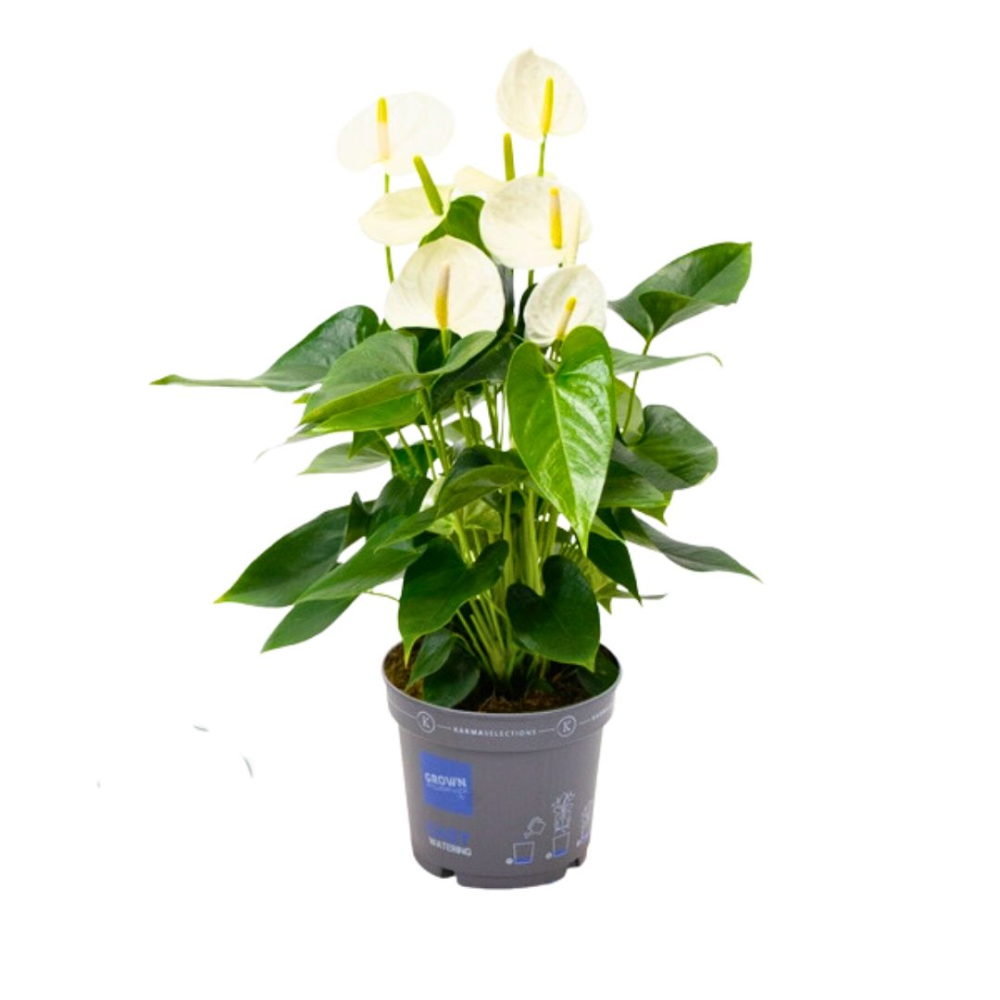 Anthurium , fleurs blanches et vertes , pot 17 cm dans son cache