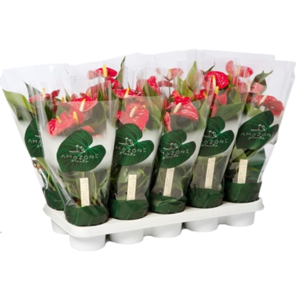 Anthurium Aristo - Pot De 12 Cm | Coclicoh.com