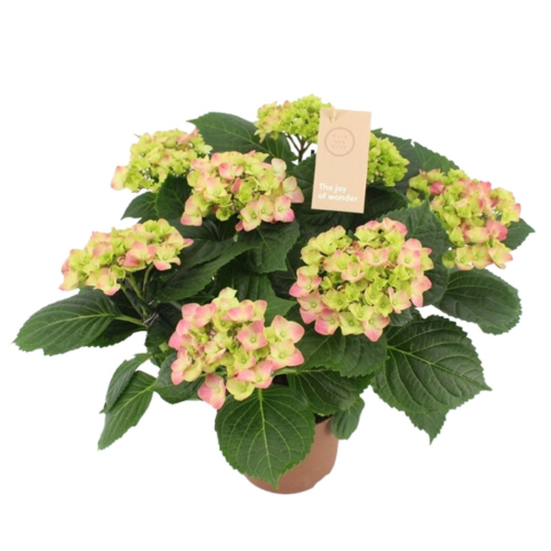 Hortensia Rose 7-8 Fleurs - Pot De 14 Cm