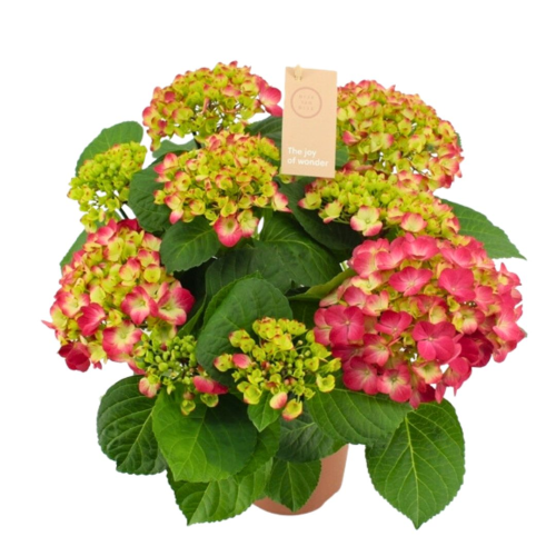 Hortensia Rouge 9/10 Fleurs - Pot De 14 Cm