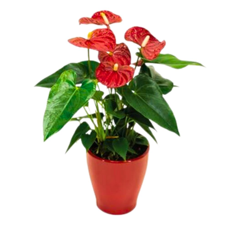 Tubo Portadisegni Relaxdays - Telescopico Per Formato A0, Con Cintura Regolabile - Foto 8