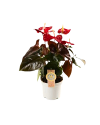 Anthurium Champion - Pot De 12 Cm