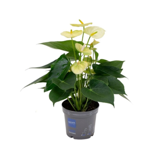 Anthurium Tilleul - Pot De 12 Cm