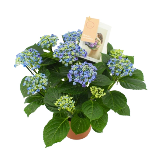 Hortensia Curly Wurly Bleu 9/10 Fleurs - Pot De 14 Cm