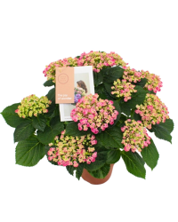 Hortensia Curly Wurly Rose 7/8 - Pot De 14 Cm