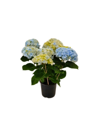 Hortensia Hovaria Nouveau Double Bleu - Pot De 14 Cm