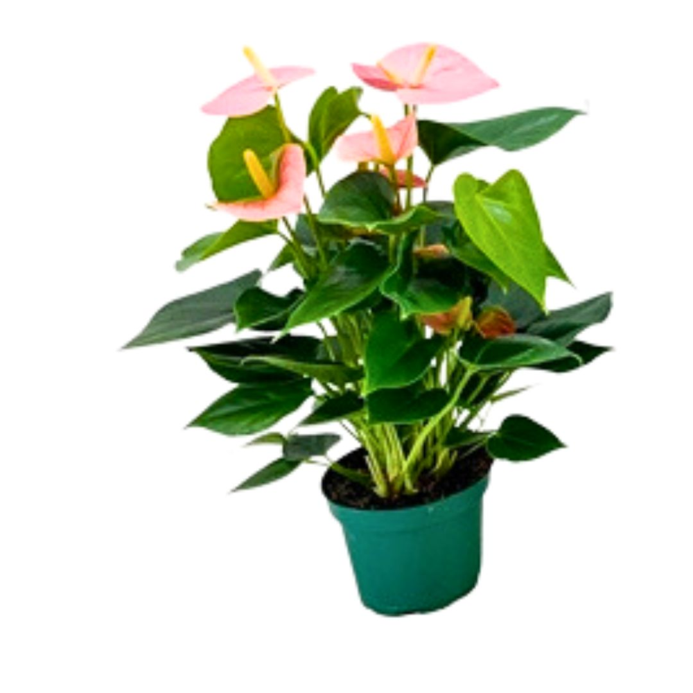 cherry blossom bonsai tree Hands Craft 3D Wooden Puzzle