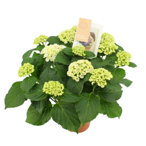 Hortensia Curly Wurly Blanc 7/8 - Pot De 14 Cm