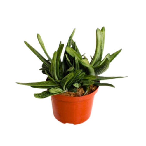 Gastéria Petite Digne - Pot De 17 Cm