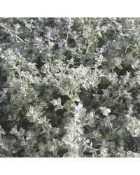 Helichrysum Lanatum Silver Leaf