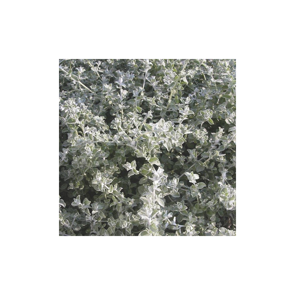 Helichrysum Lanatum Silver Leaf