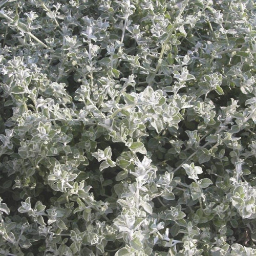 Helichrysum Lanatum Silver Leaf