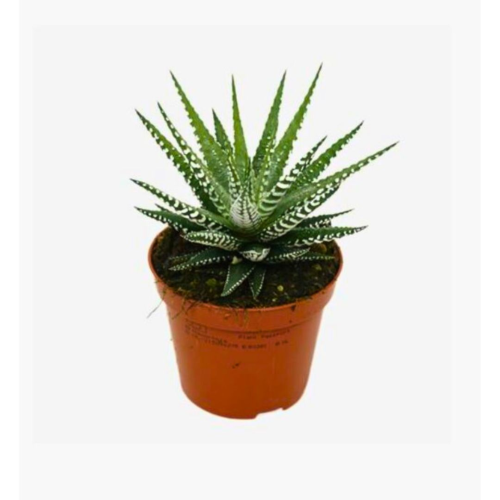 Haworthia Fasciata Big Band - Pot De 8,5 Cm