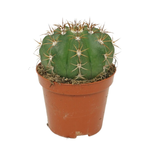 Melocactus Matanzanus - Pot De 8,5 Cm