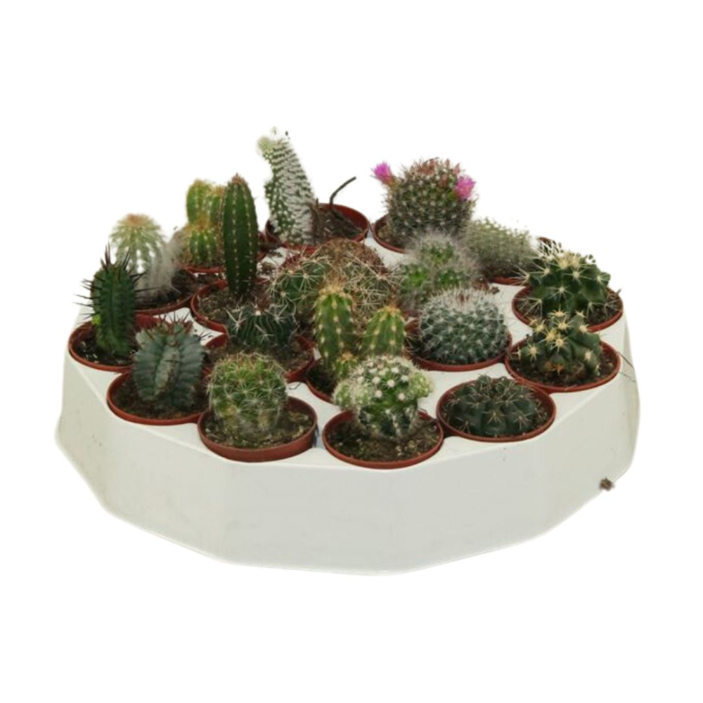 Cactus et plantes succulentes rustiques : nos conseils de culture !