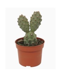 Téphrocactus Articulatus - Pot De 10,5 Cm