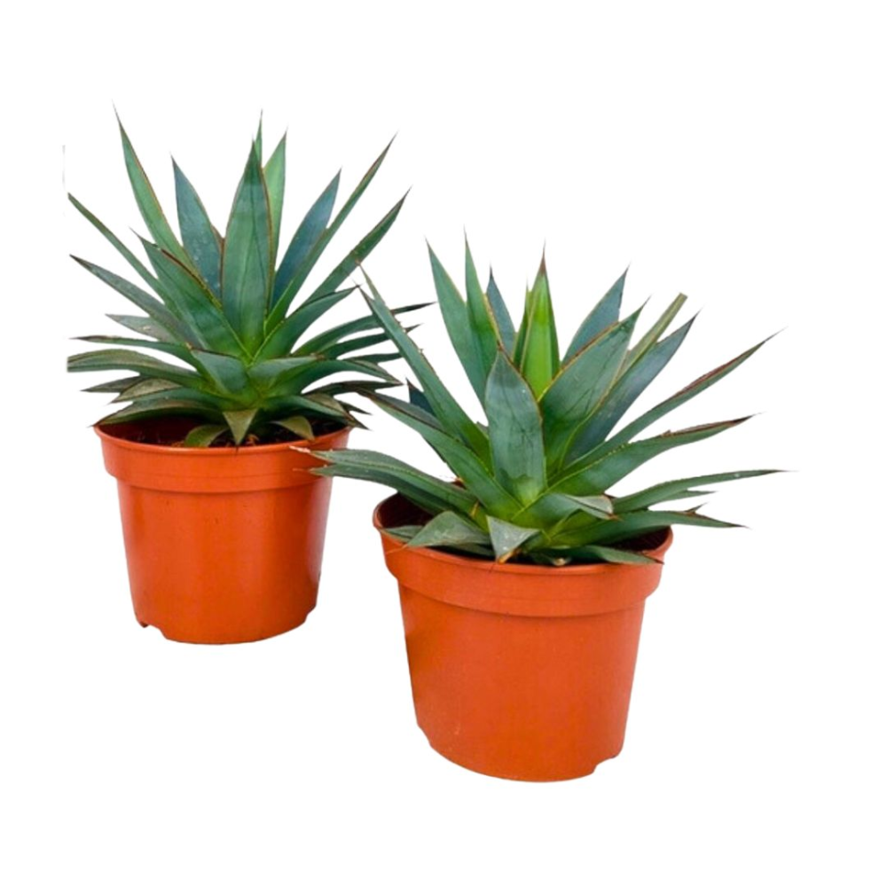 Agave Shaka Koko - Pot De 15 Cm | Coclicoh.com