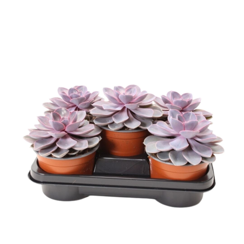 Echeveria Violet Perle - Pot De 14 Cm