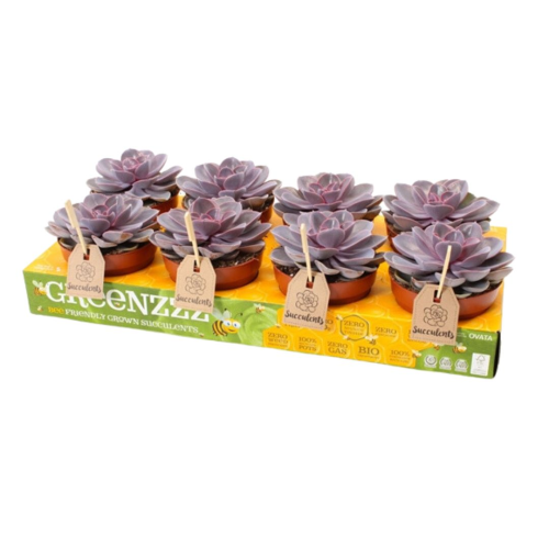 Echeveria Violet Perle + Label - Pot De 12 Cm