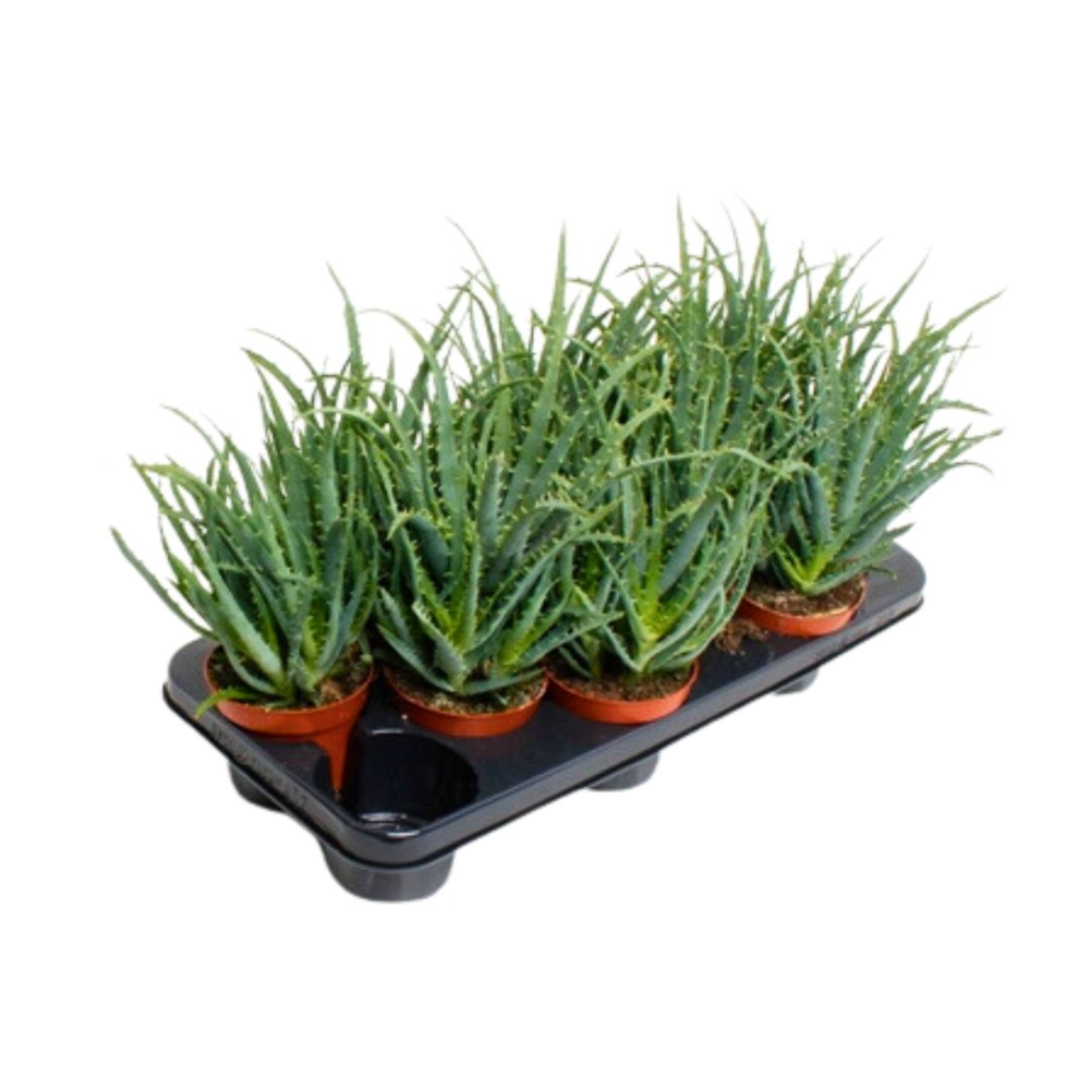 Alo Cosmo - aloès sphériqu - pot 12cm - plant d'intériur succulnt