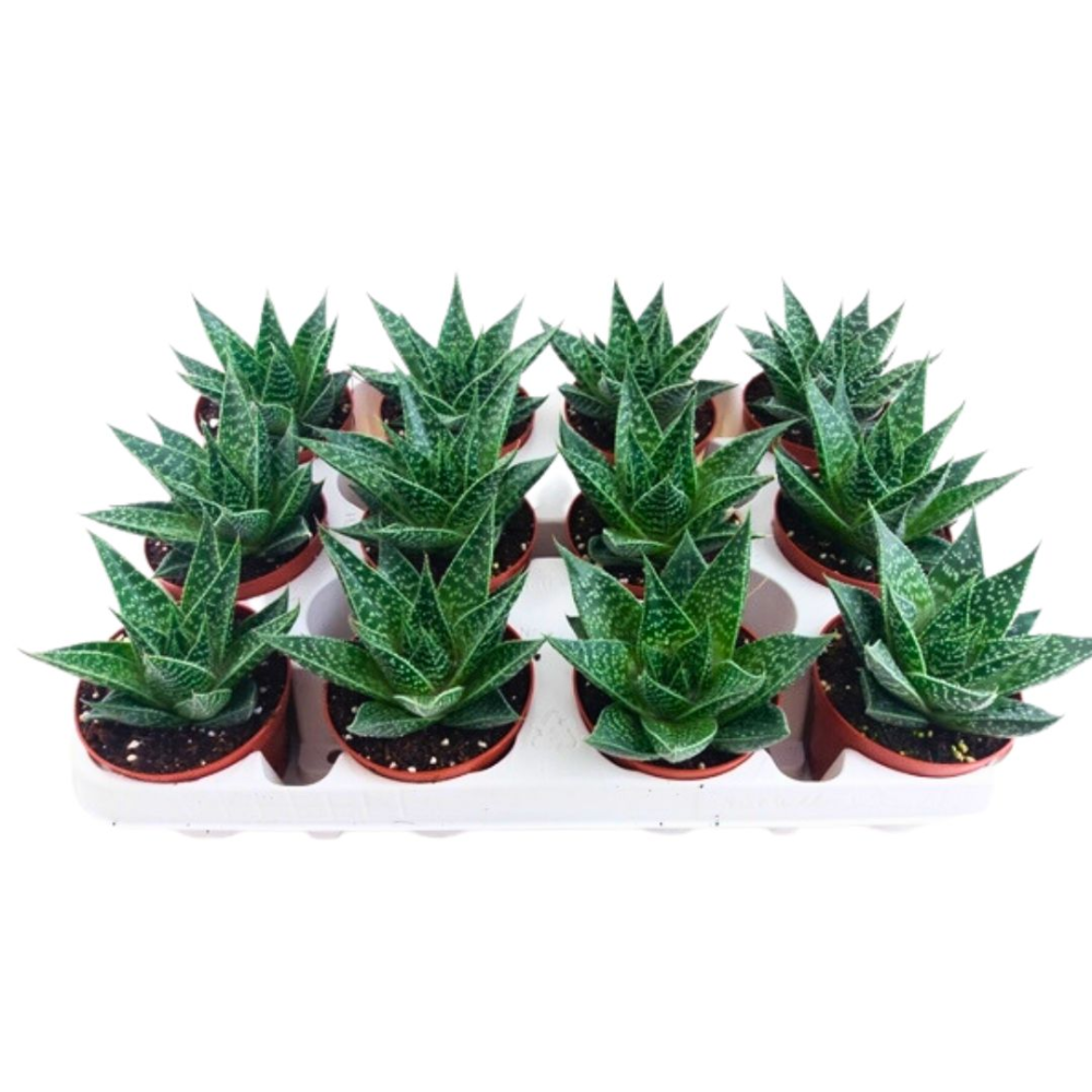 Aloe Panaché (Aloe Tigré) En Pot De 8,5 Cm - Plante Succulente Facile D'entretien, Idéale Débutants, Décoration Intérieure