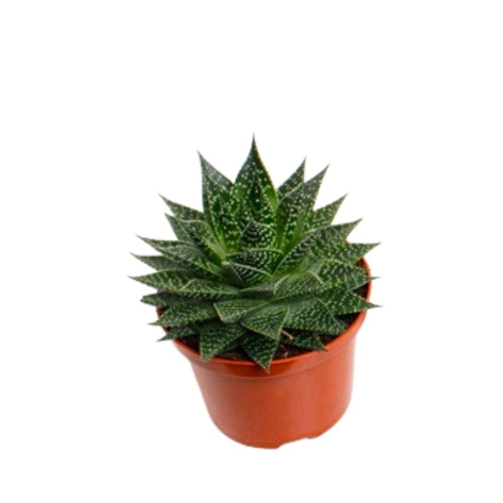 aloe vera max herbalife Herbalife Ideal Breakfast main image 1