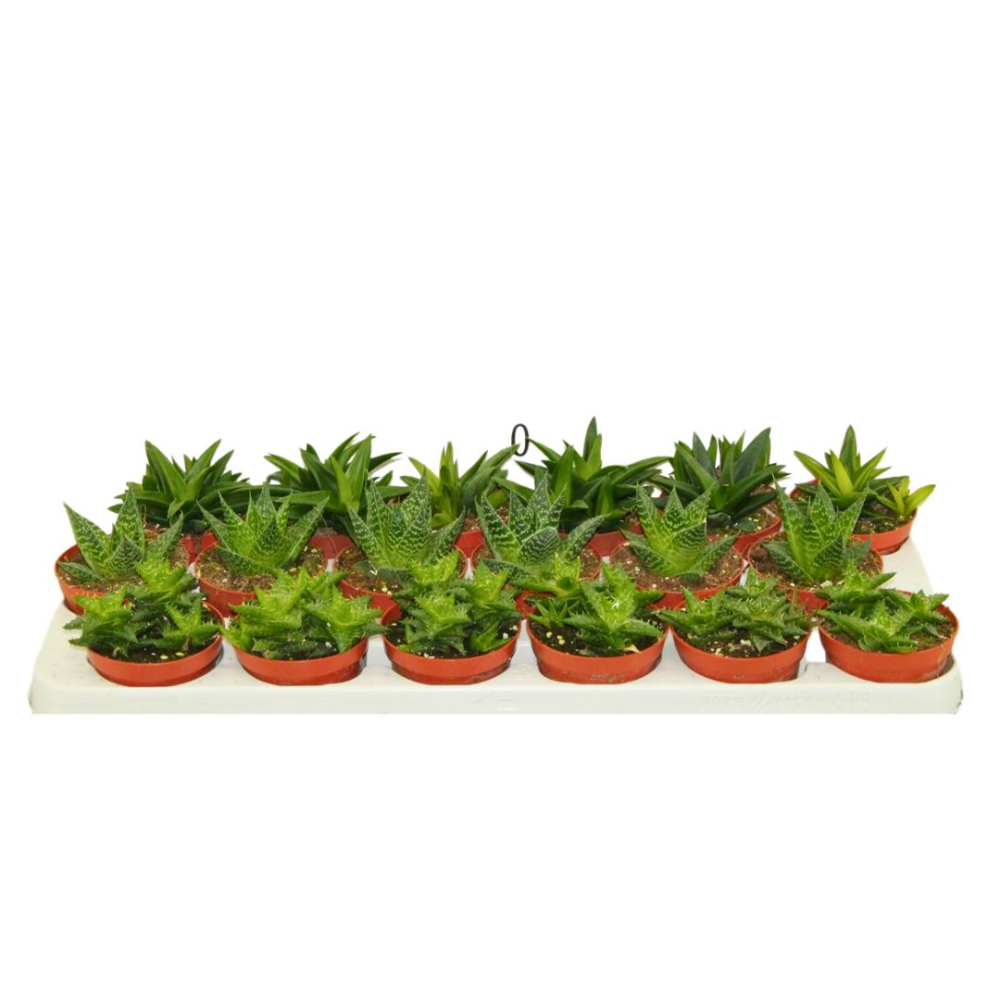 aloe vera lidl drink Just Drink Aloe Vera 1.5L  Onlinemeatshop.com