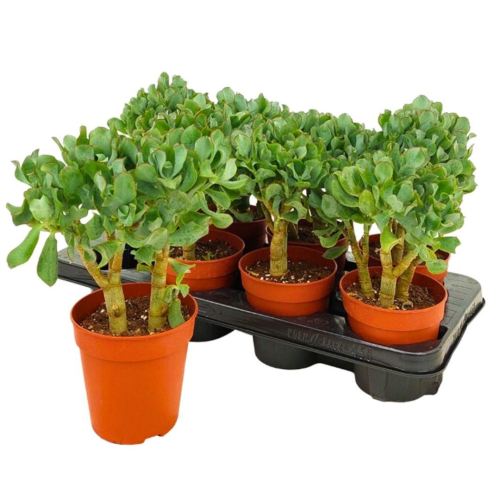 Crassula Arborescens Undilatifolia - Pot De 12 Cm