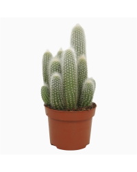Cleistocactus Strausii - Pot De 12 Cm