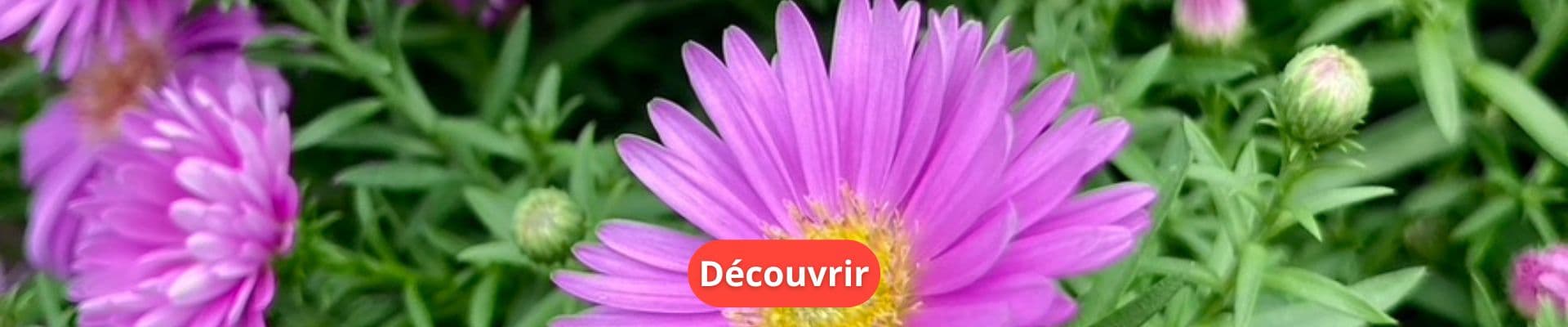 Pour un automne plein de couleurs !