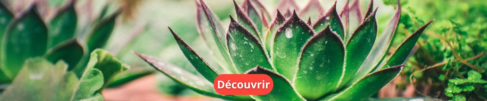 Les plantes pour créer et aménager son propre espace vert