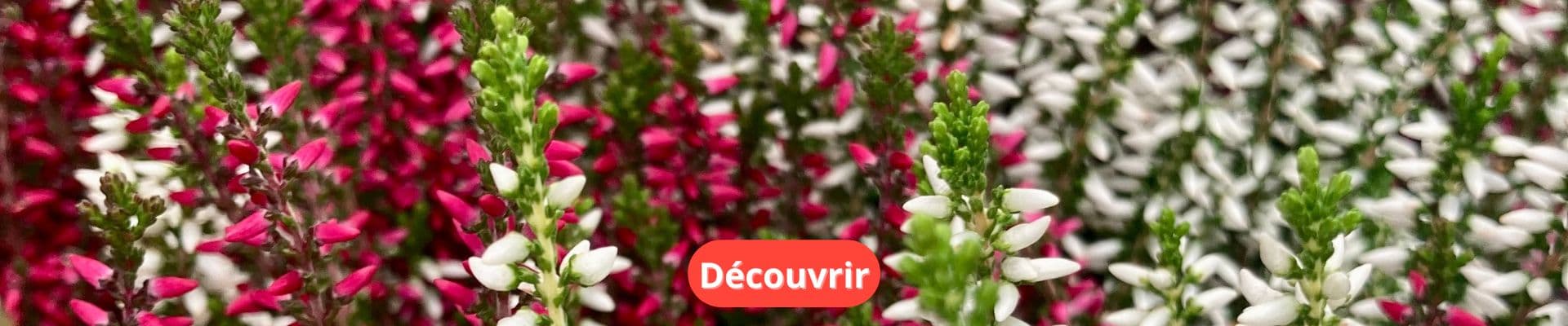 Plantes pour le Cimetière