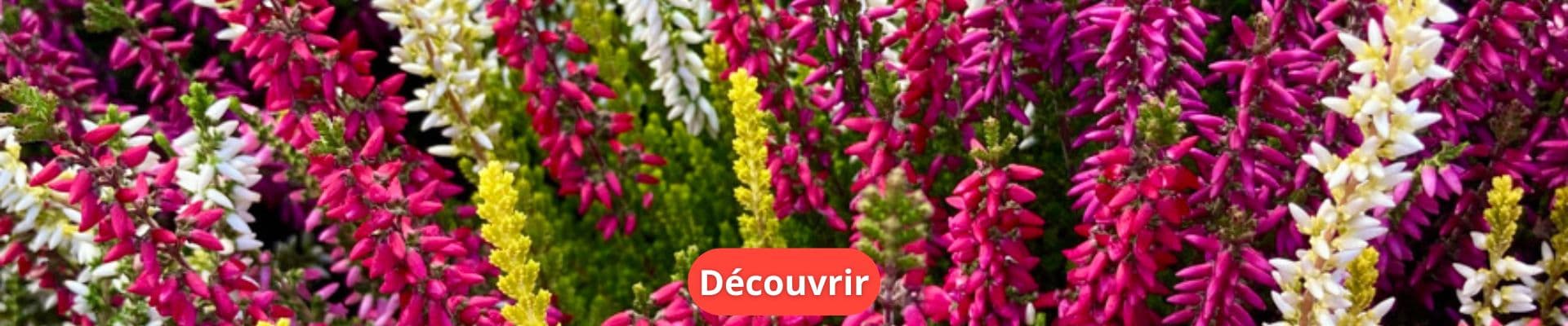 Bruyère Calluna Tricolore Pot de 13cm