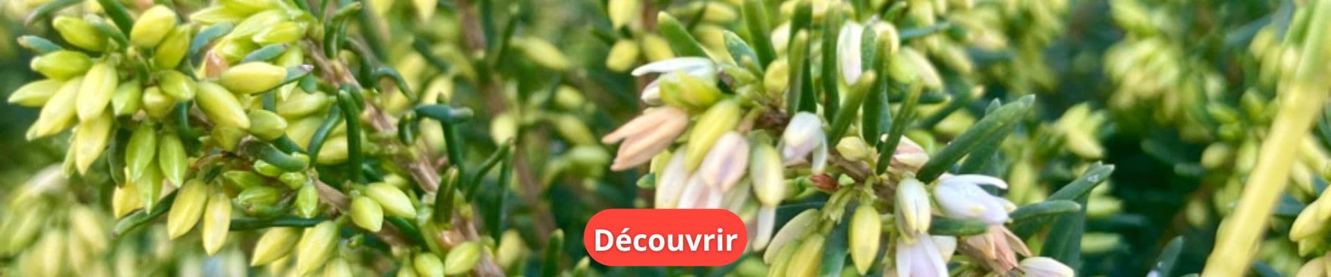 Bruyère Erica Darleyensis Blanche