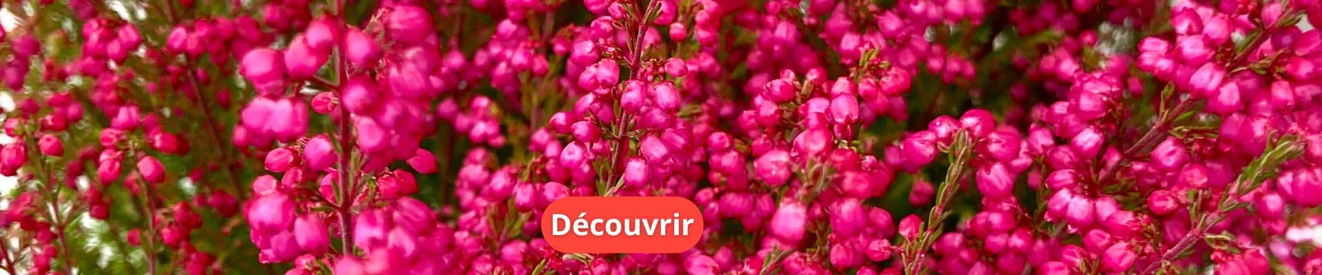 Bruyère Erica Gracilis