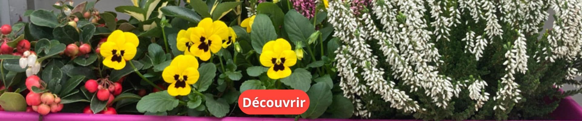 Plantes Bisannuelles