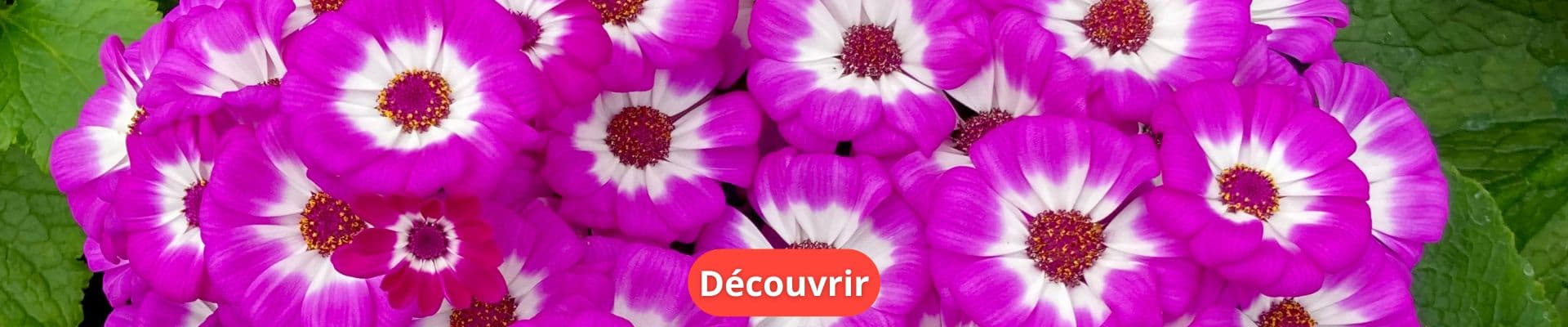 Plantes pour le Cimetière