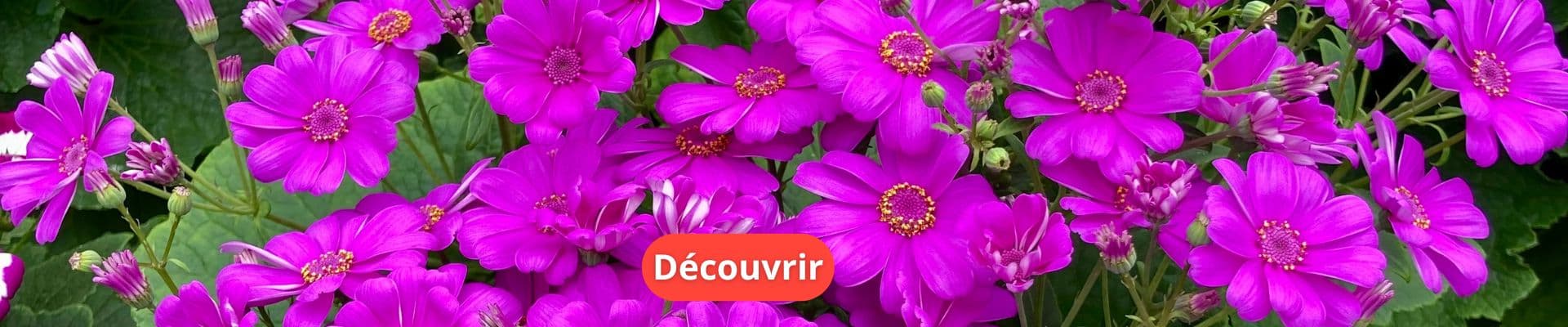 Paquerette