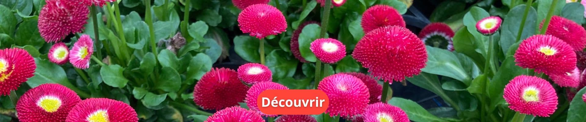 Paquerette