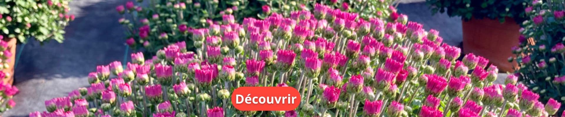 Chrysanthèmes : Une Fleur Éblouissante pour Votre Jardin d’Automne
