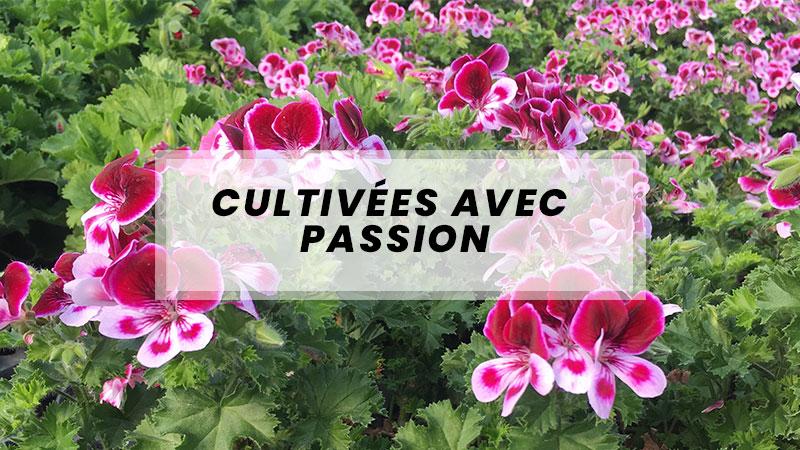 plantes cultivees avec passion