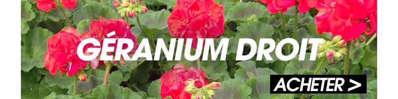 geranium droit