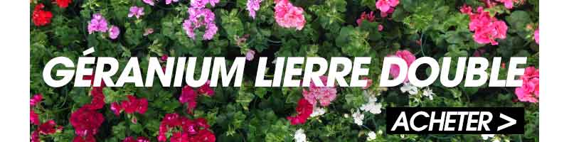 Acheter geranium lierre double