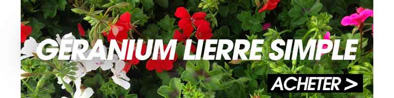 geranium lierre simple