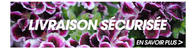 geranium droit
