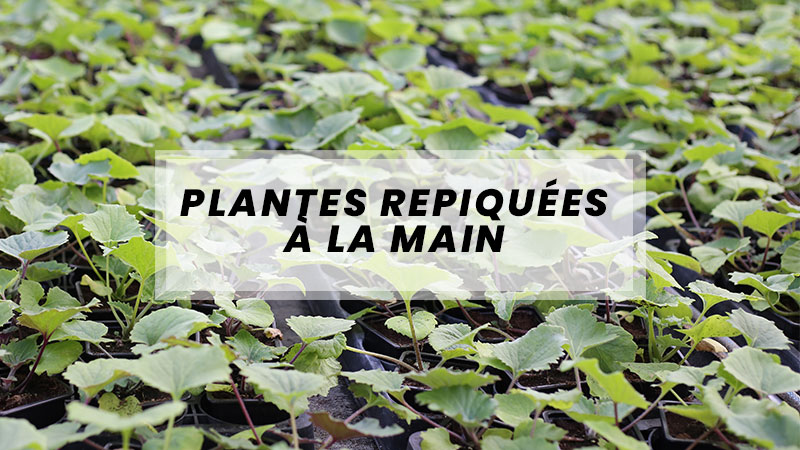 plantes repiquees a la main