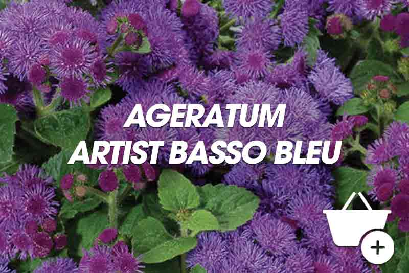 Ageratum artis basso bleu
