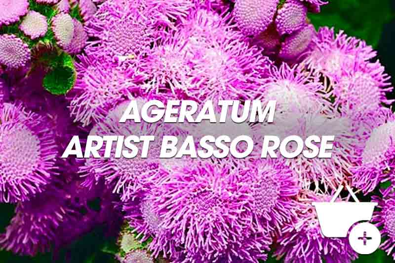 acheter ageratum artist rose