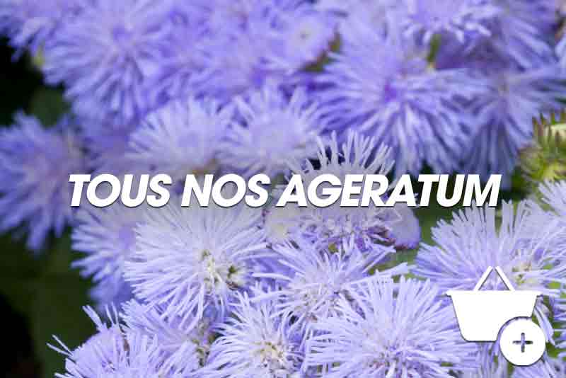 Voir tous nos ageratums