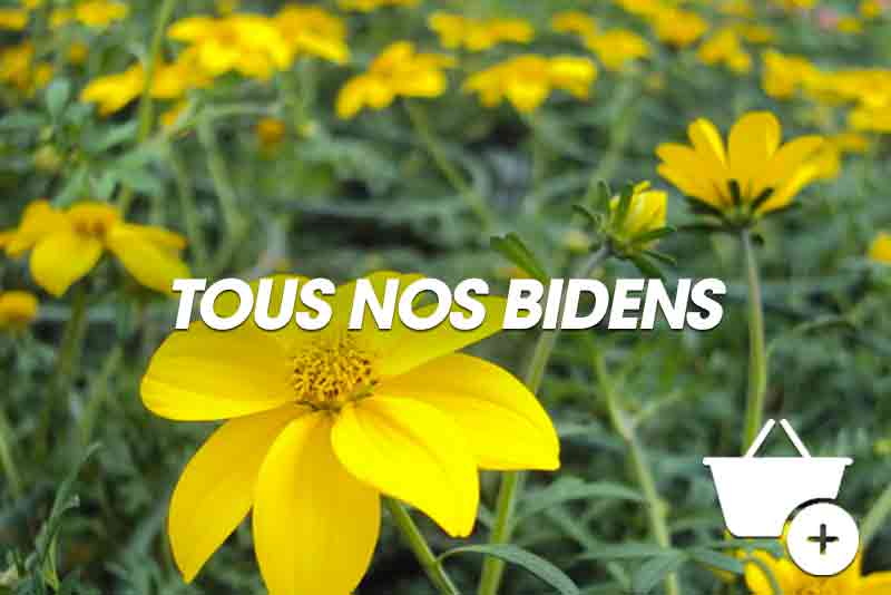 Bidens